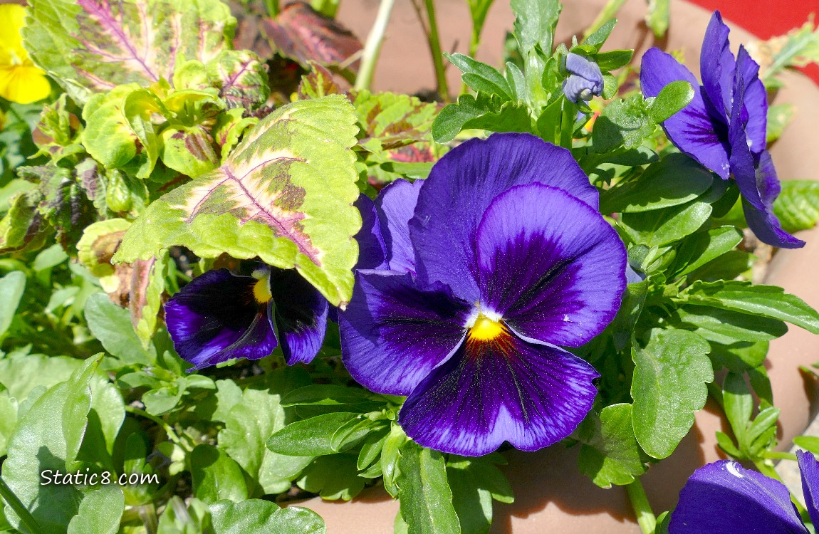 Purple Pansy blooms with Coleus leaves