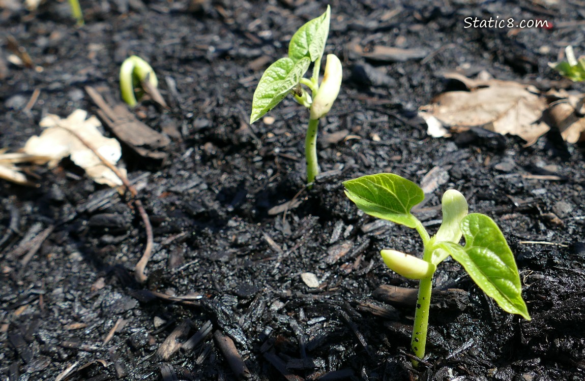 Bean seedlings growing in the dirt