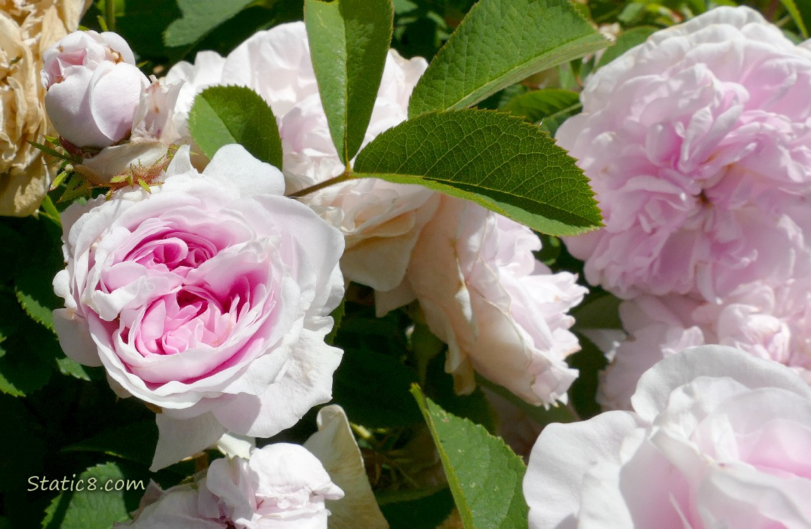 Pale pink roses and green leaves