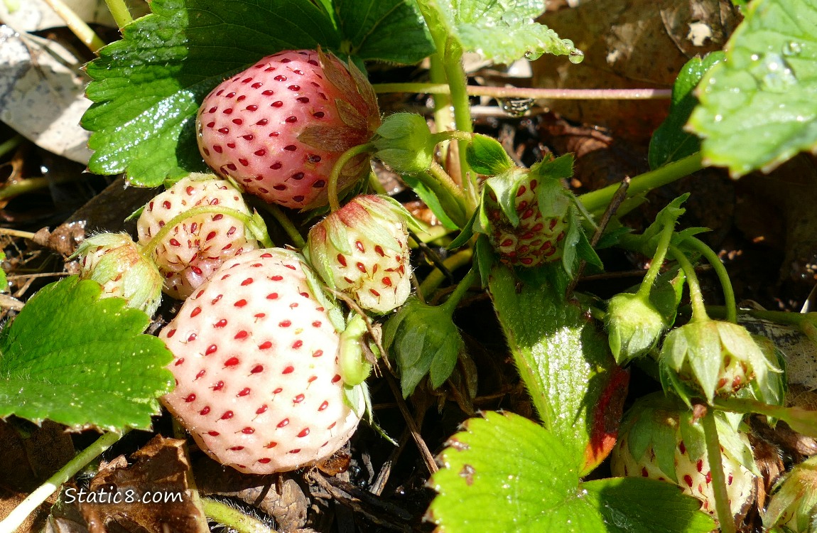 Strawberry fruits ripening on the plant