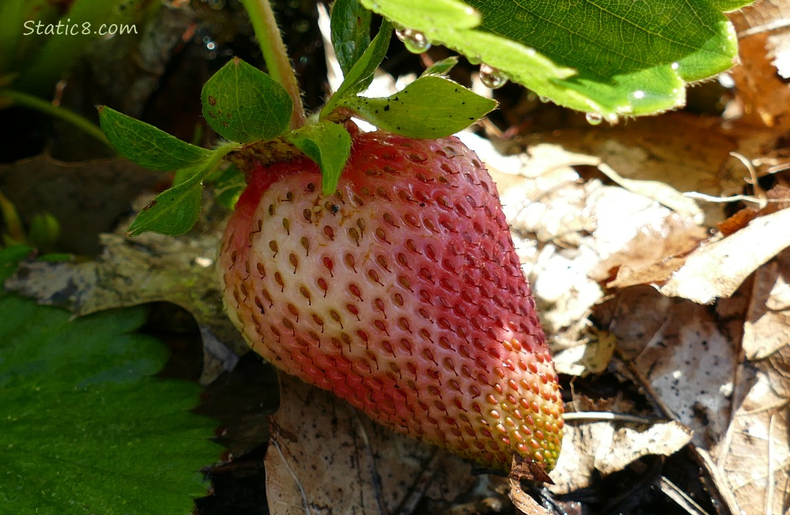 Strawberry fruit ripening on the plant