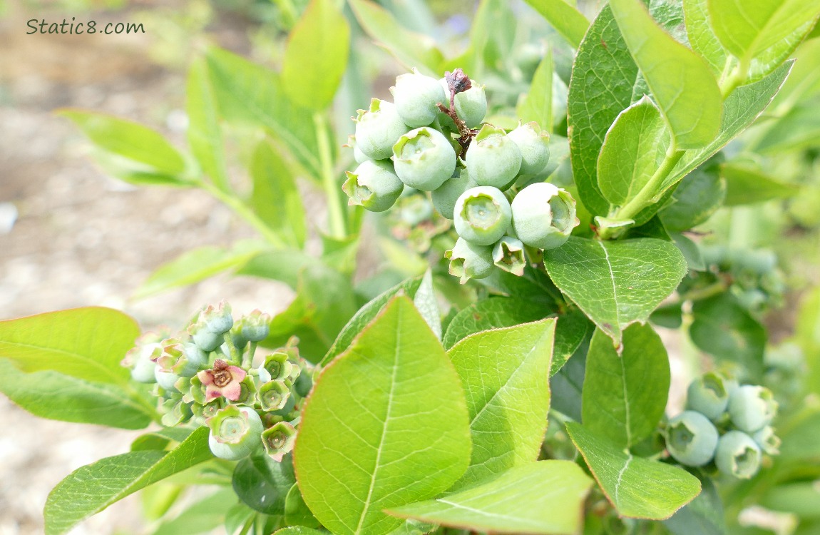 Blueberries ripening on the plant