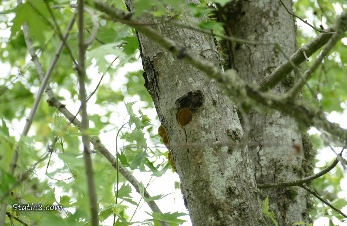 Downy Woodpecker nest hole in a tree trunk