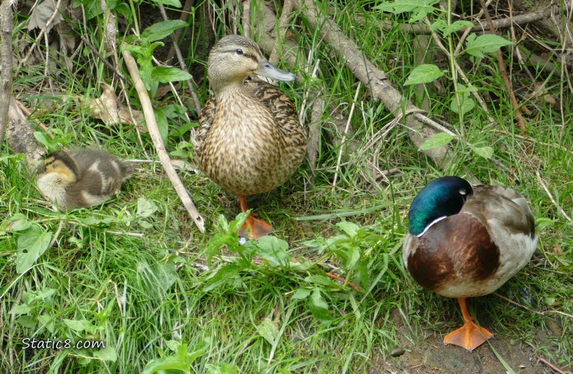 Ducking and Mama Mallard sleeping on the bank with a male Mallard