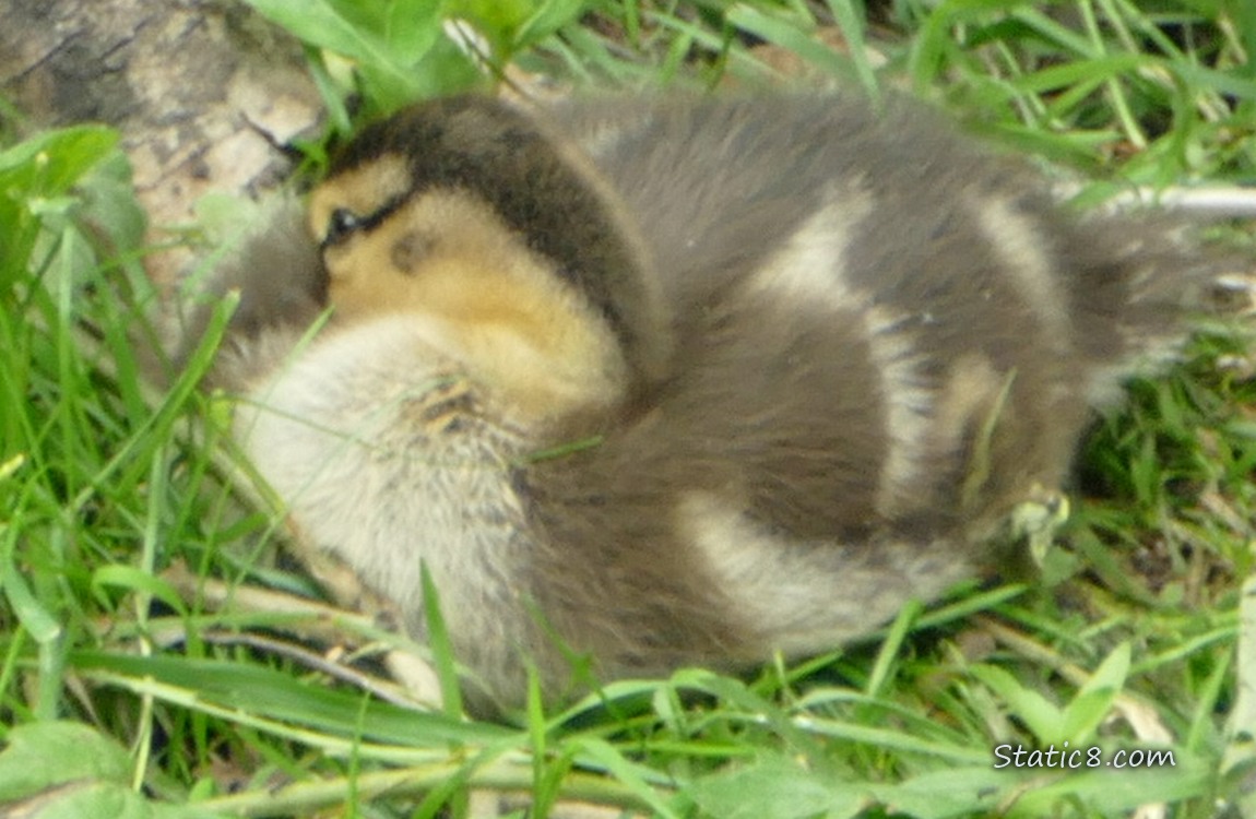 Duckling with her beak tucked under her wing