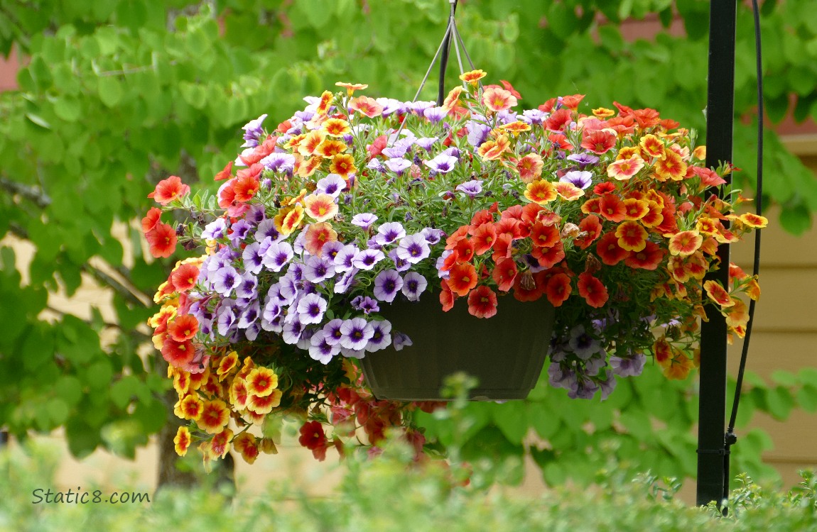 Flower basket with reds, yellows and purples
