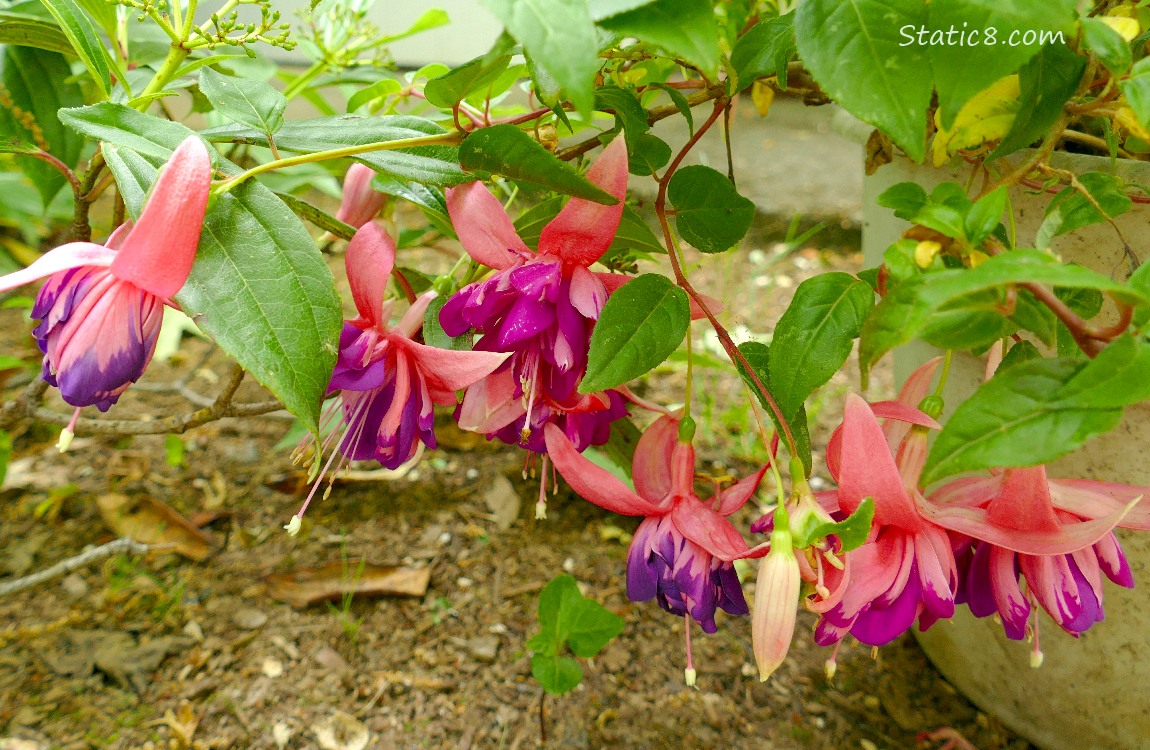 Fuchsia blooms hanging from a potted plant