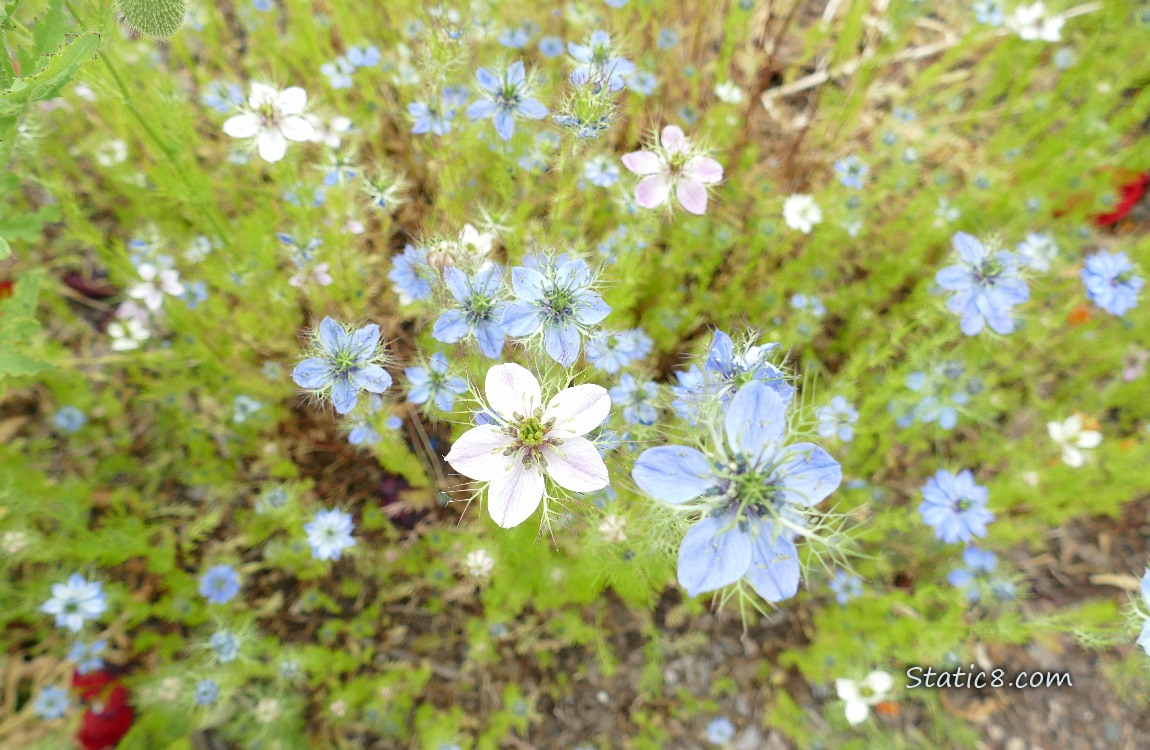 Looking down at Love in a Mist blooms