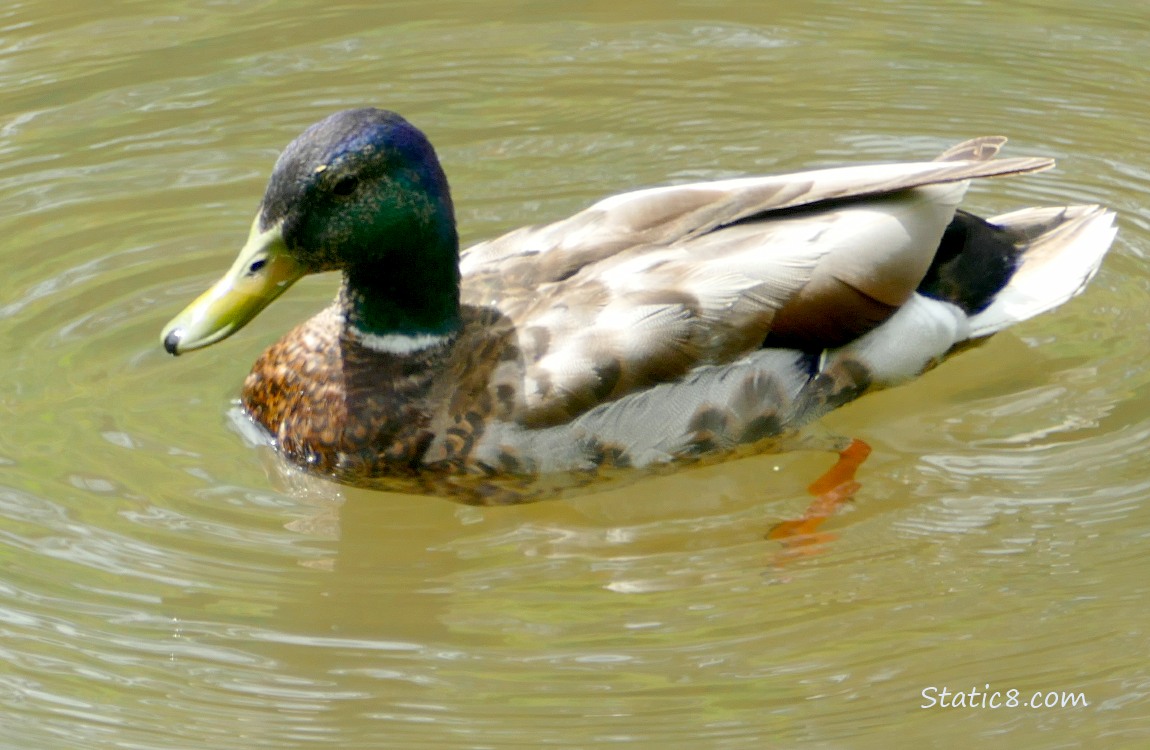 Molting male Mallard paddling on the water
