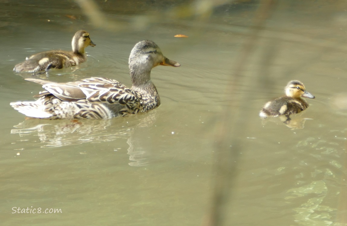 Mama Mallard paddling on the water with two ducklings