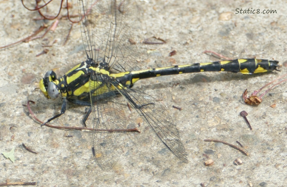 Yellow and black dragonfly standing on the sidewalk