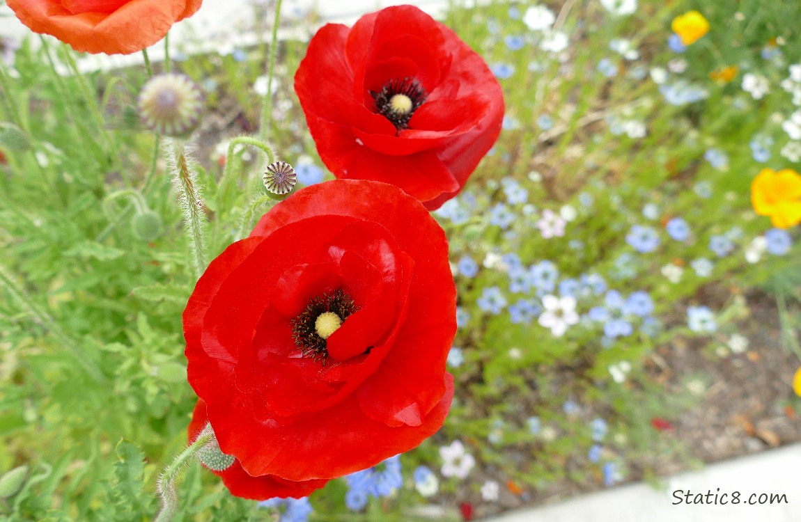 Red Poppy blooms with Love Mist blooms in the background