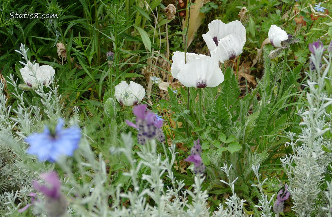 White Poppy blooms with other flowers