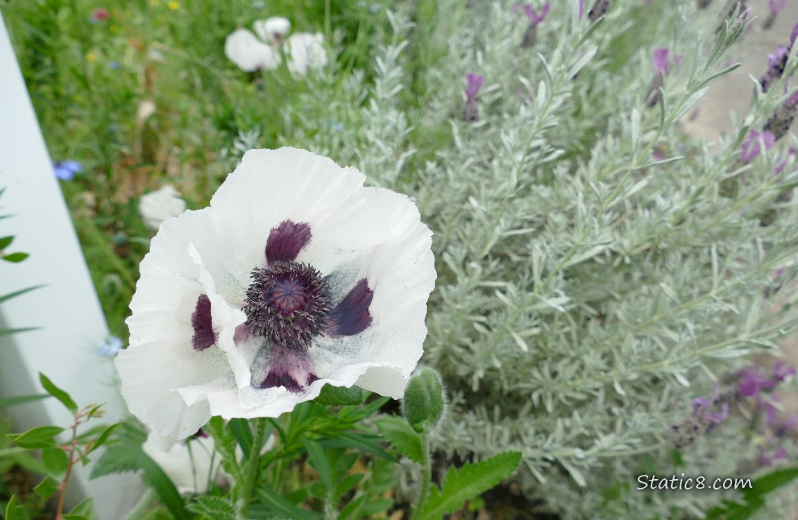 White Poppy bloom with Spanish Lavender