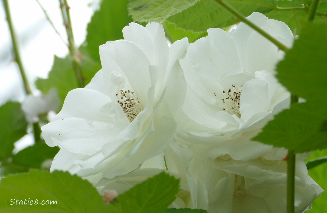White Rose blooms in front of grey sky