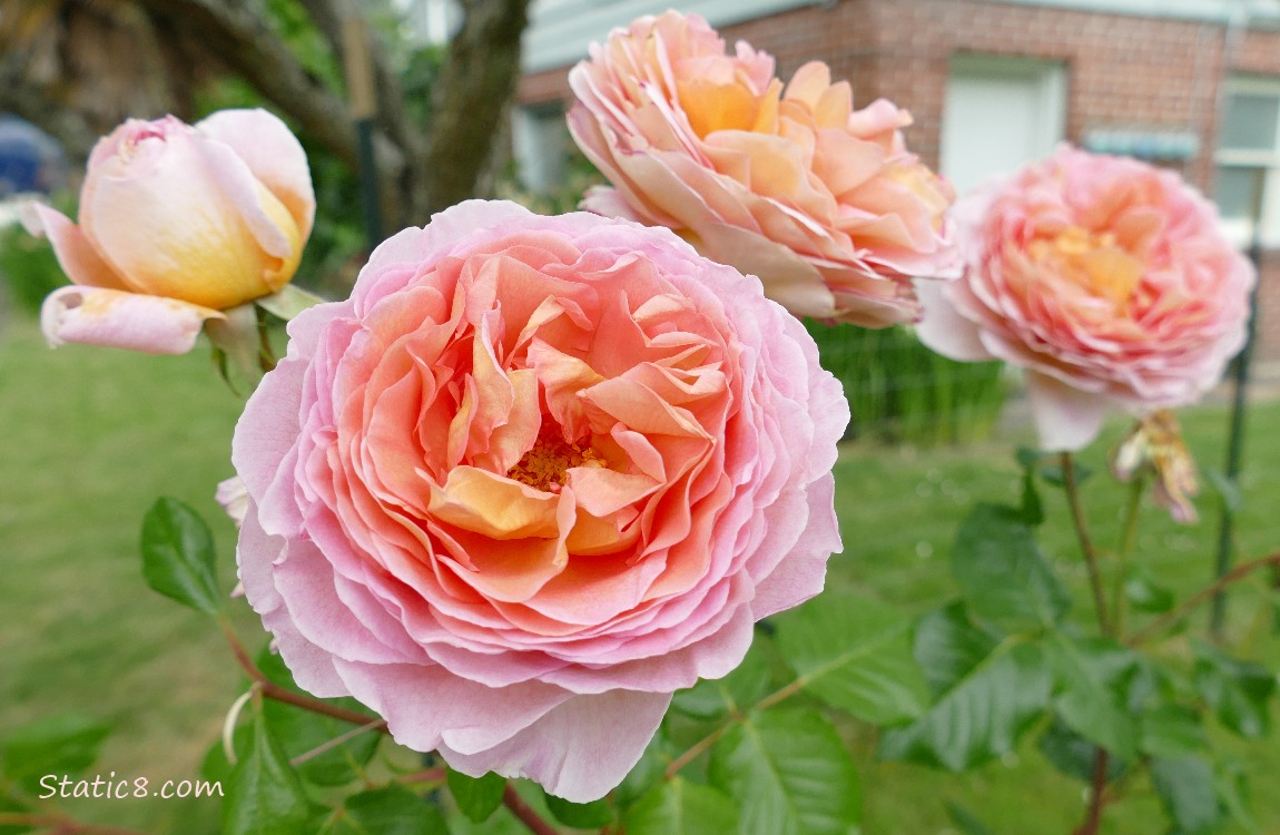 Pink roses in front of a lawn and a brick building