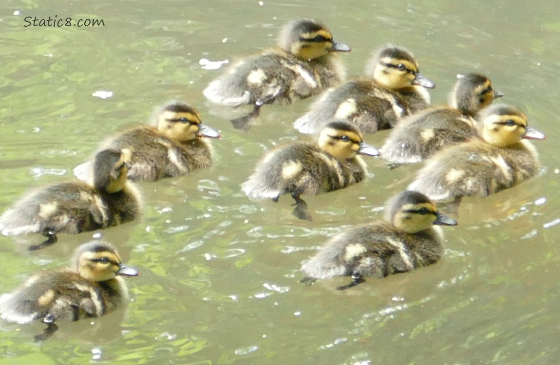 Nine ducklings paddling on the water