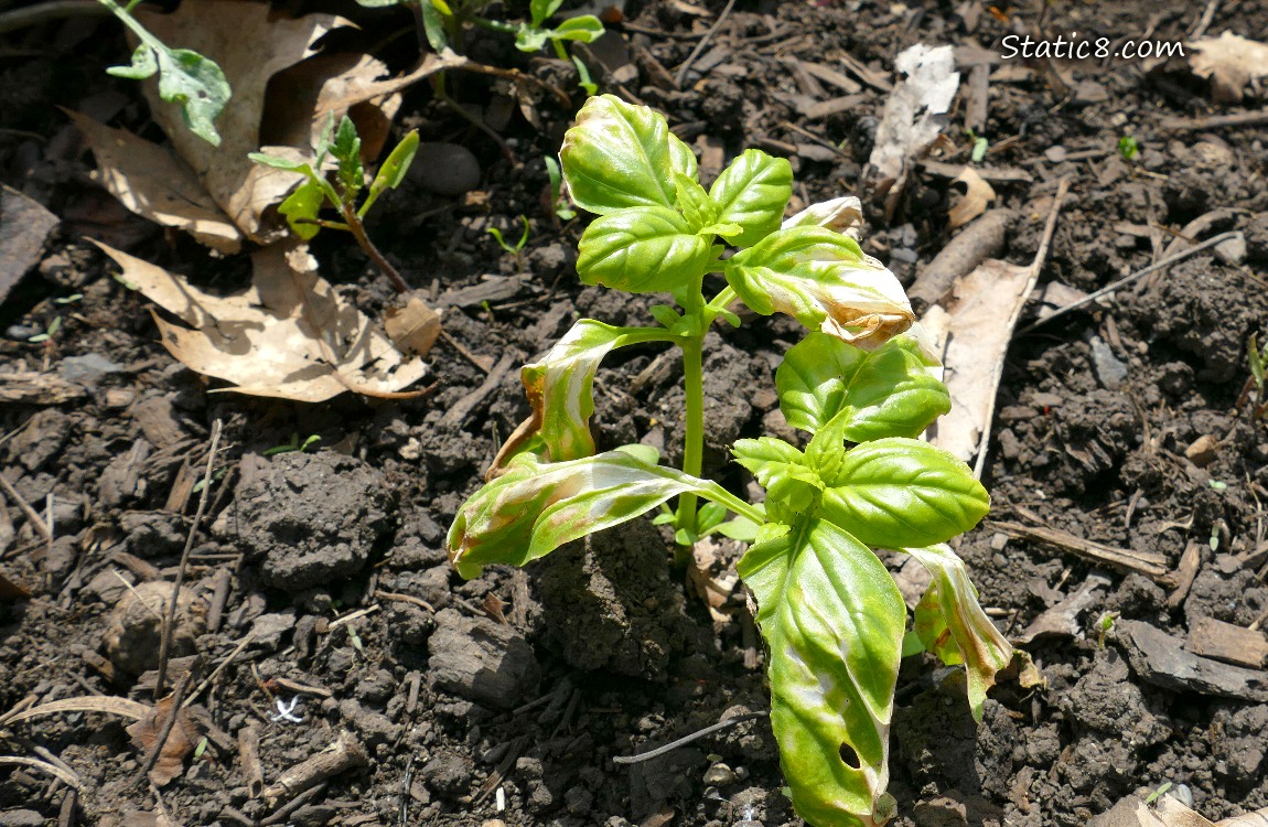 Small Basils with damaged leaves, growing in the dirt