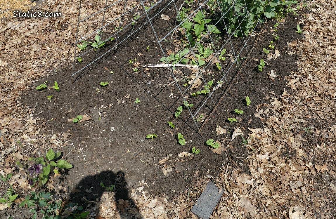 Bean seedlings coming up in the dirt under a wire trellis