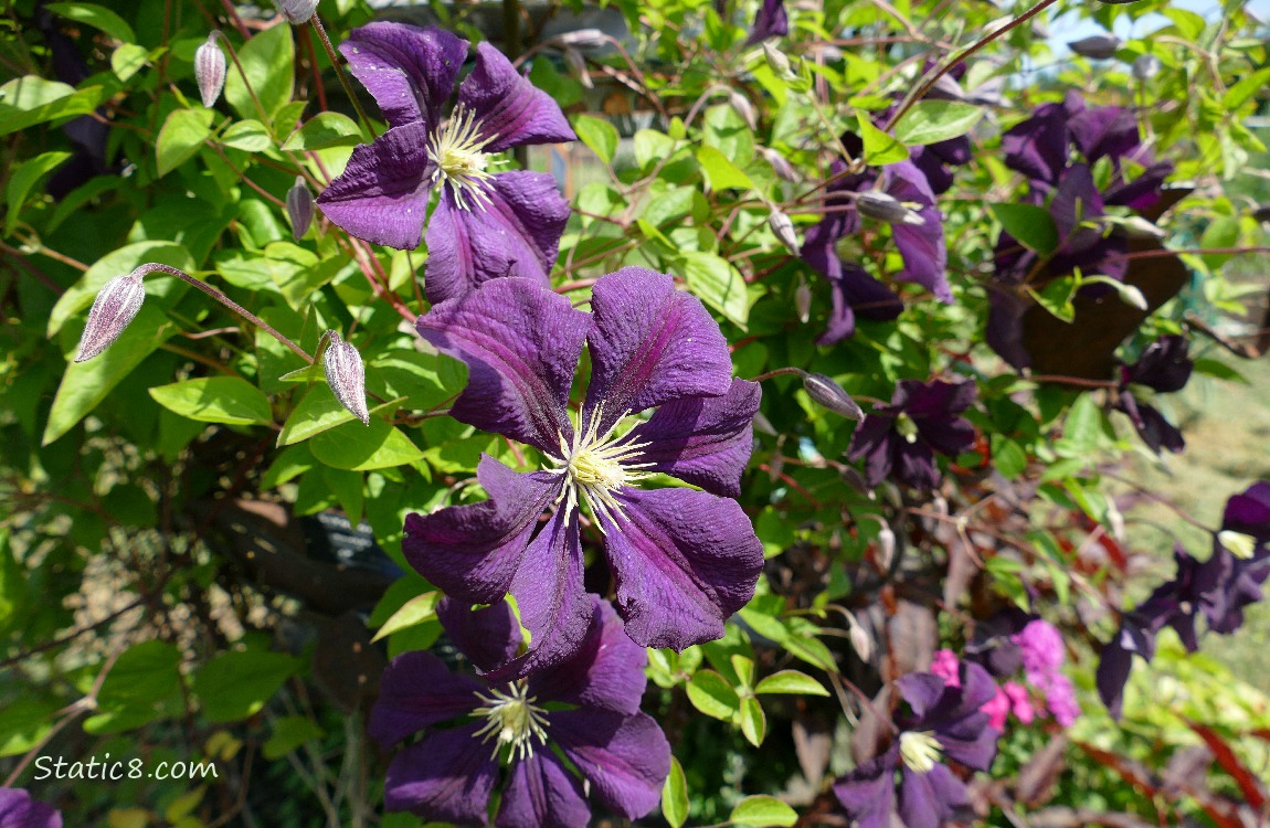 Purple Clematis blooms