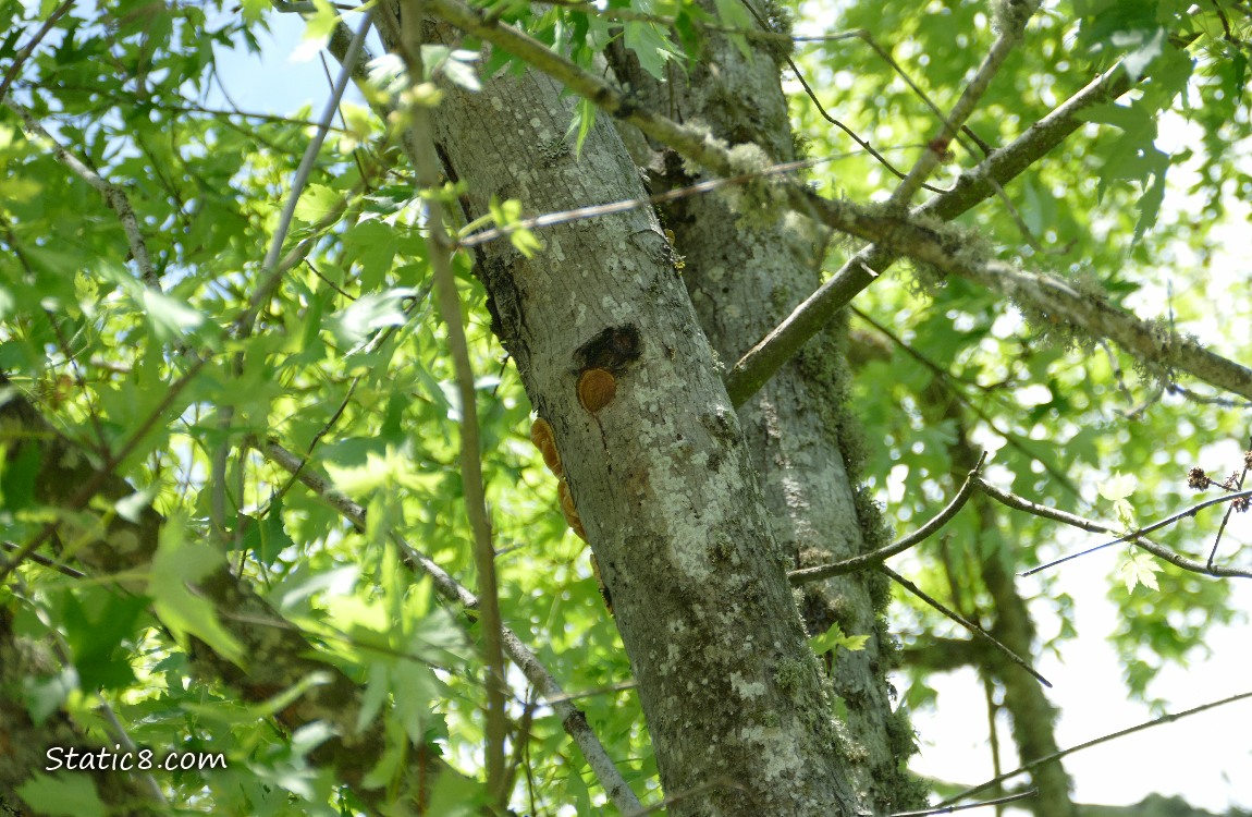 Downy Woodpecker nest hole in a tree trunk