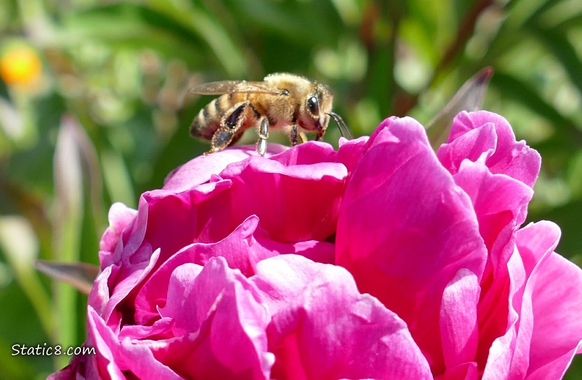 Honey Bee on a pink Peony bloom