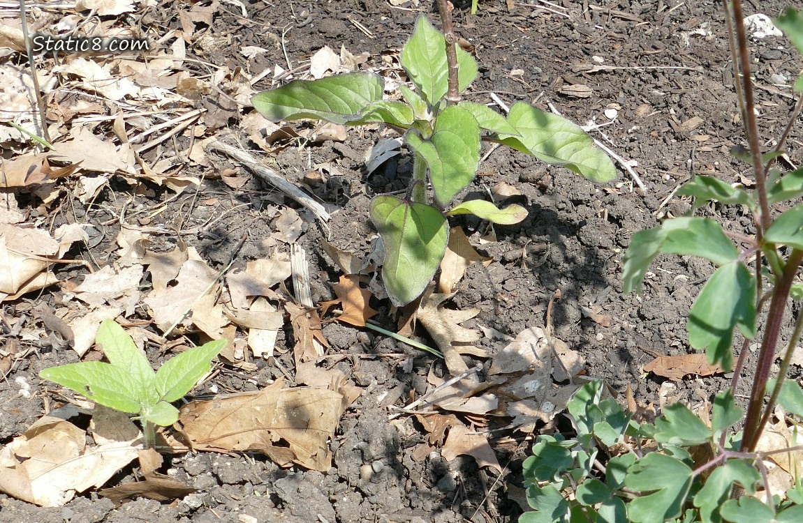 Small Sunflower plants growing in the dirt