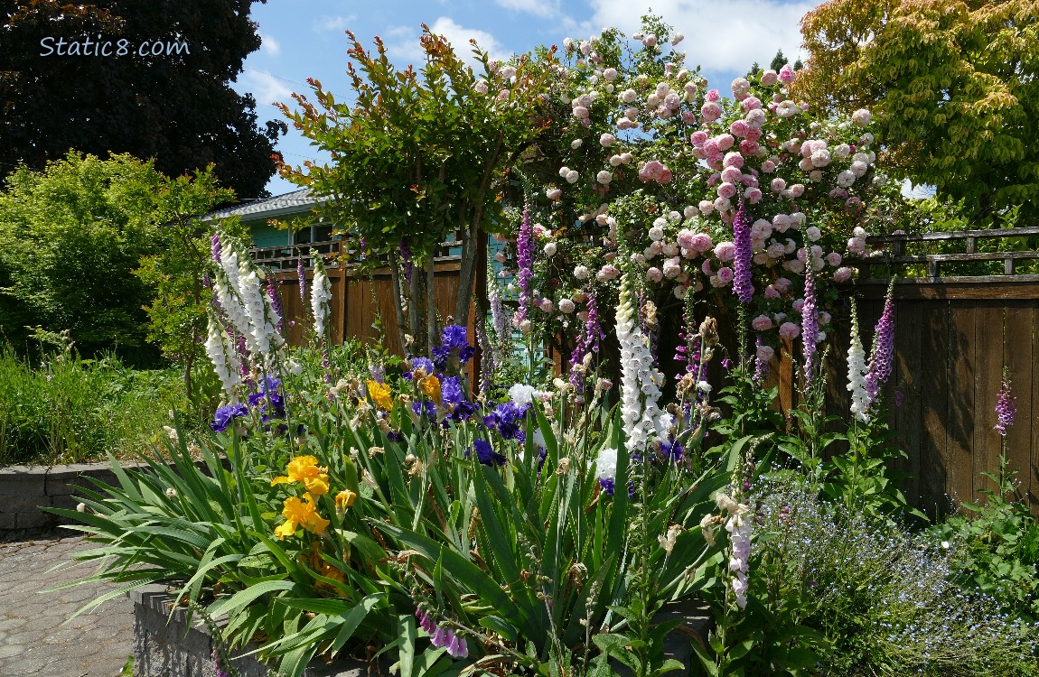 Foxglove blooms, Iris blooms and pink roses in the background