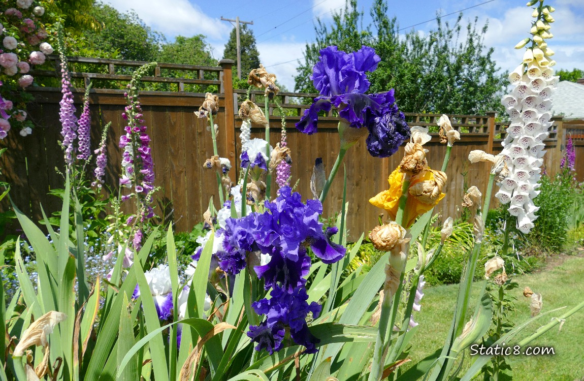 Foxglove blooms, Iris blooms and pink roses in the background