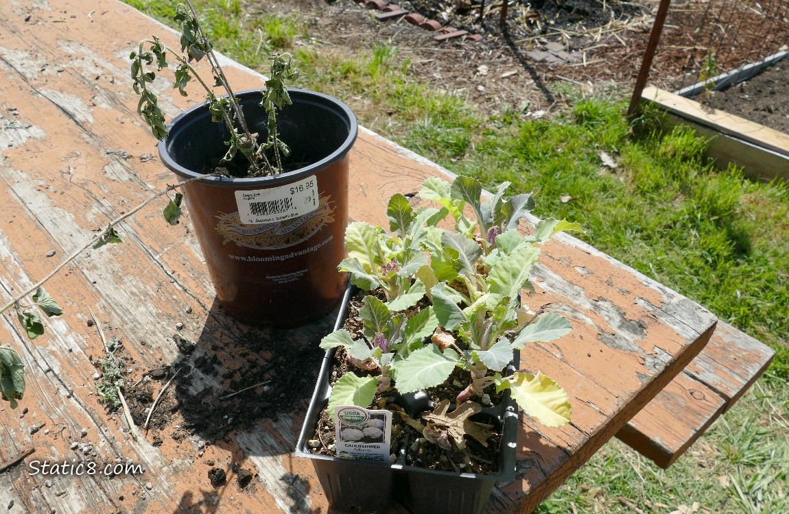 Potted plants on a old picnic table