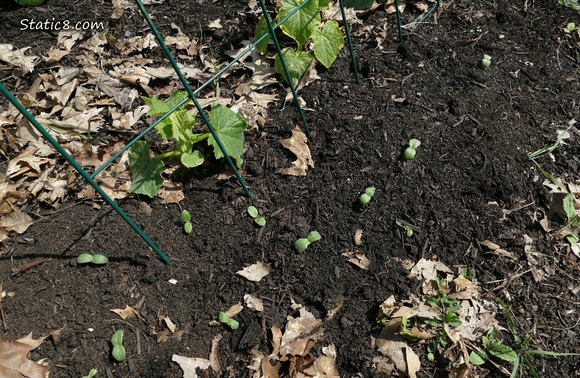 Cucumber seedlings growing in the dirt