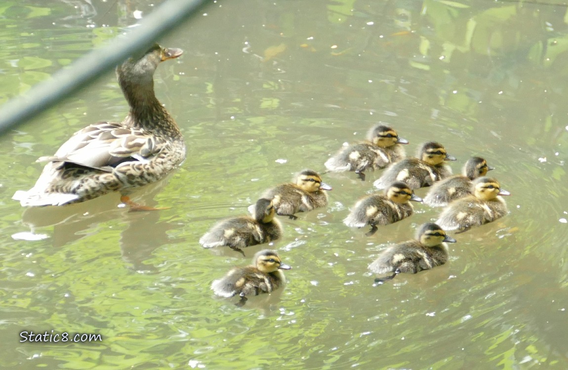 Mama Mallard and 9 ducklings paddling away on the water