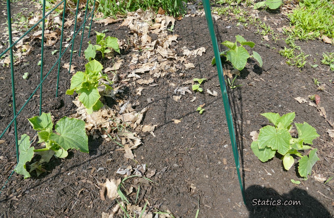 Small cucumber plants growing in the dirt under a wire trellis