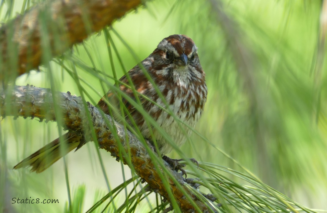 Song Sparrow standing in a pine tree