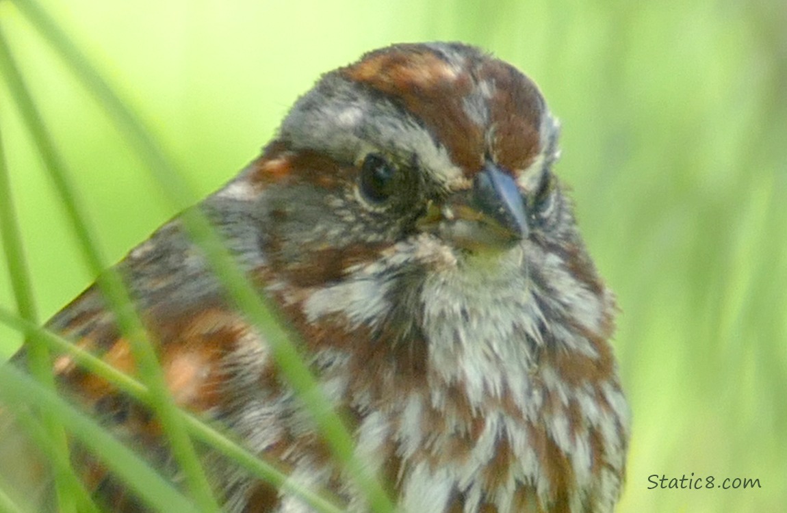 Song Sparrow standing in a pine tree