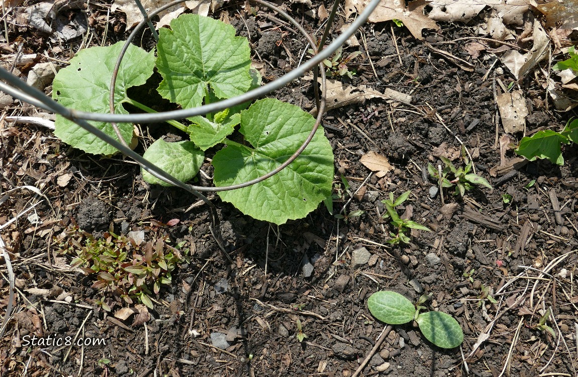 Small squash plant growing next to a seedling