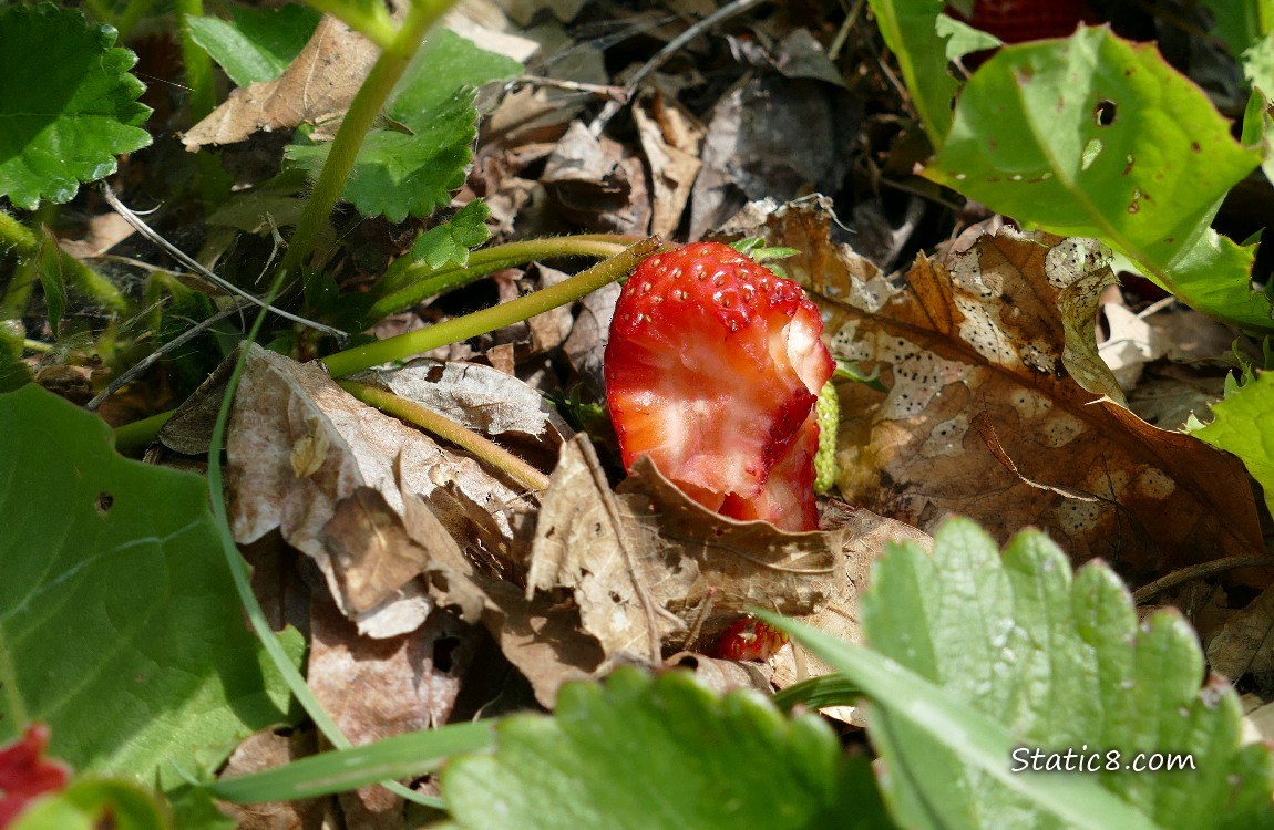 Half eaten Strawberry fruit on the vine