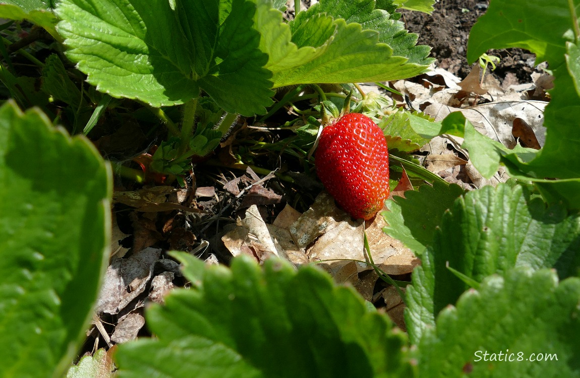 Strawberry fruit on the vine