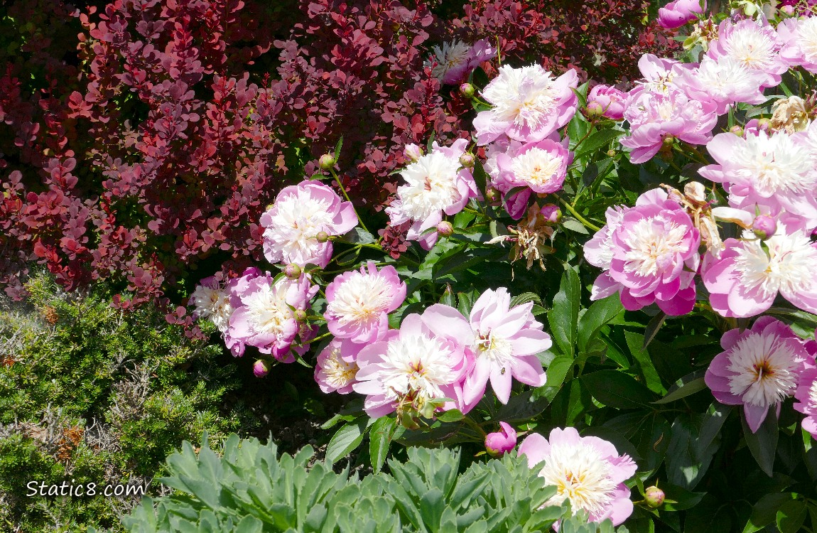 Unknown pink and white bicolour blooms on a bush