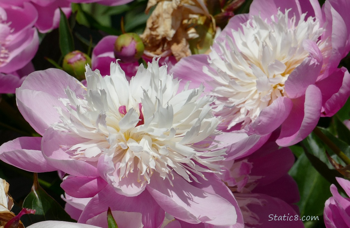 Close up of Unknown pink and white bicolour blooms on a bush