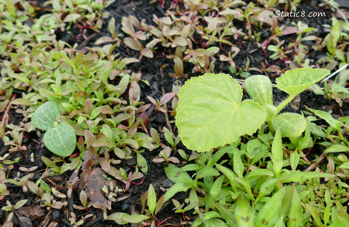 Squash plants growing in the dirt, surrounded by Smartweed seedlings