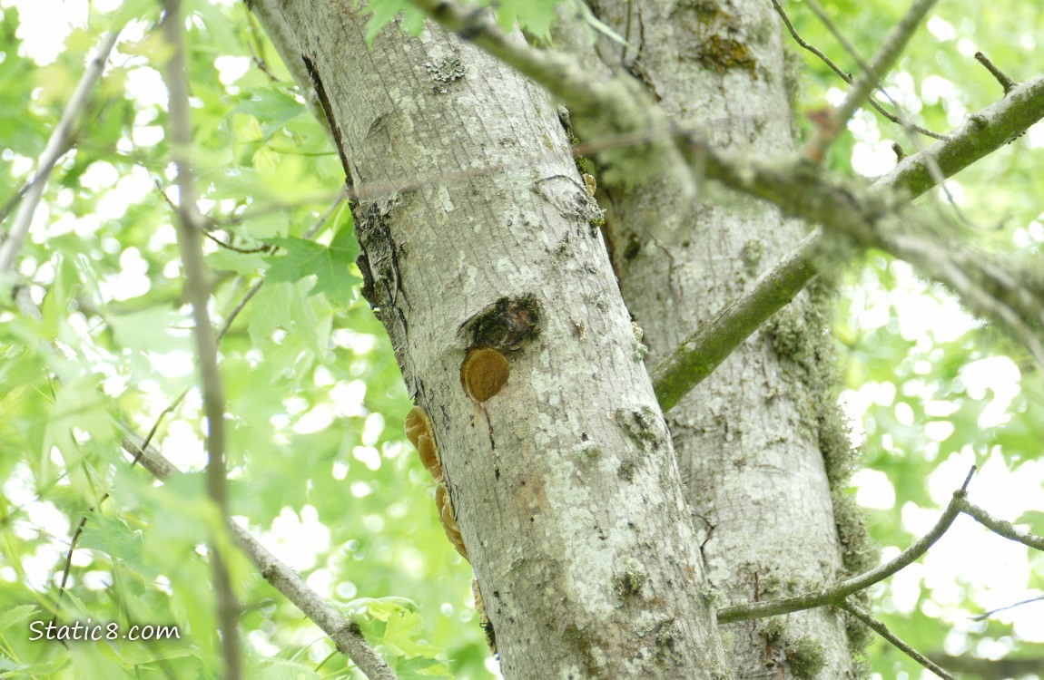 Woodpecker nest hole in a tree truck