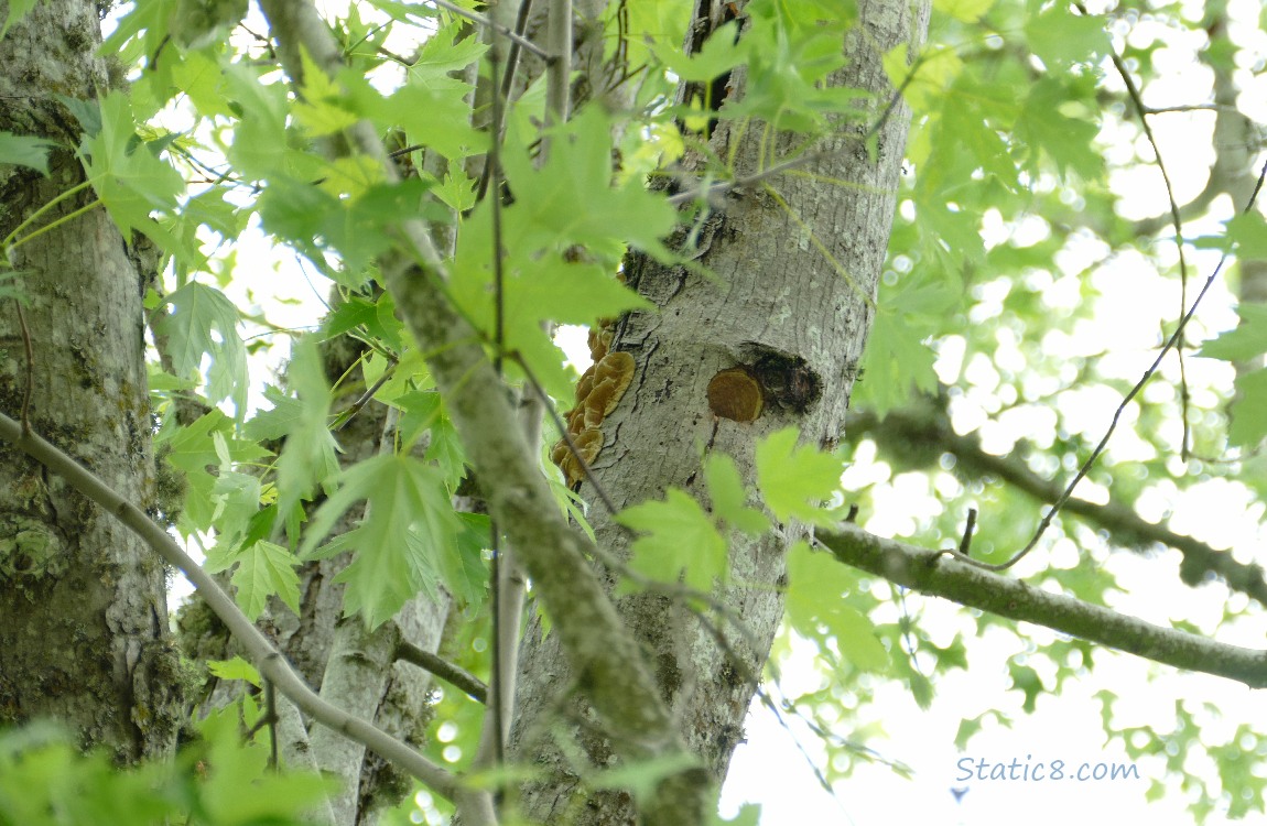 Downy Woodpecker nest hole in a tree trunk