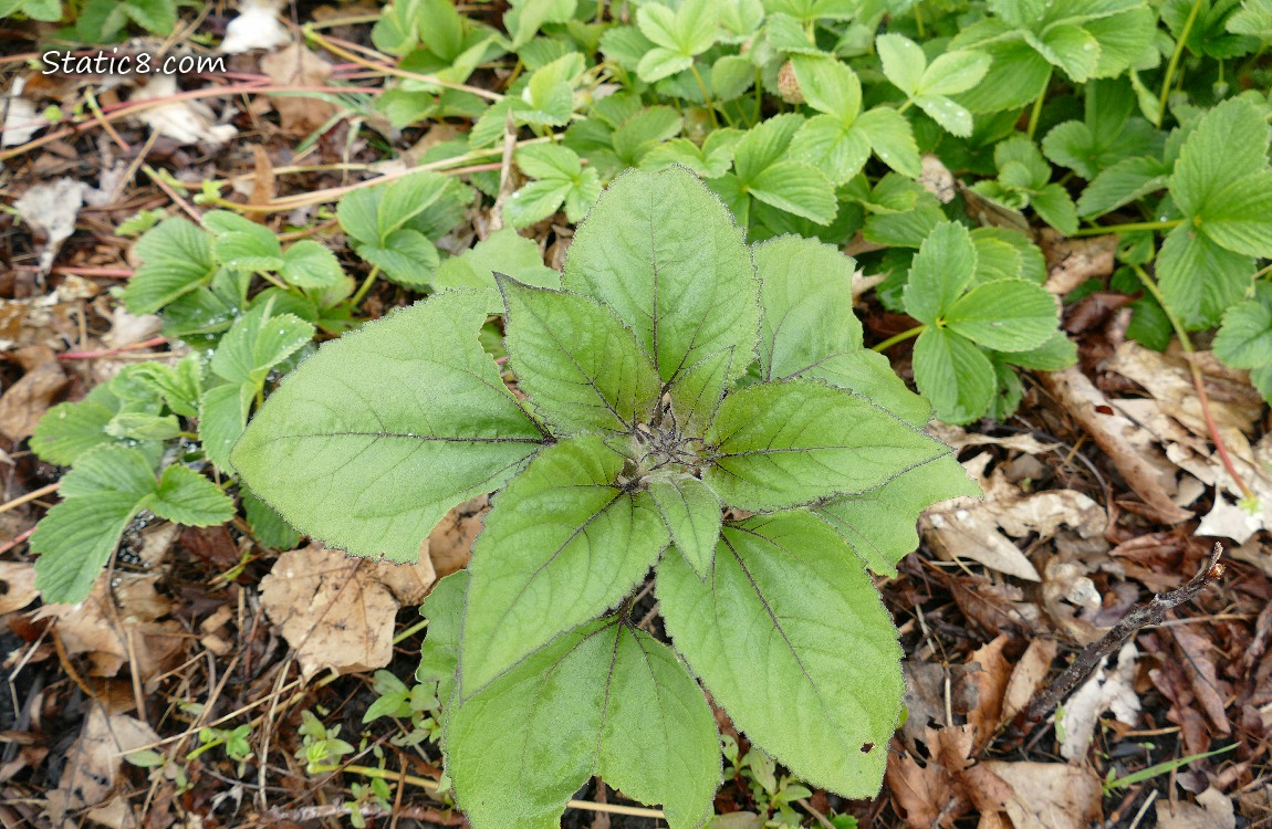 Small sunflower plant growing next to strawberry plants