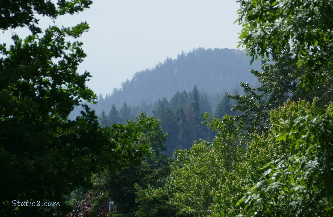 Trees on the hill in the distance