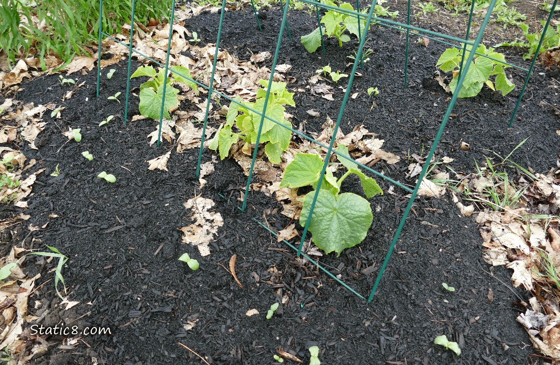 Small Cucumber plants growing in the dirt under a wire trellis