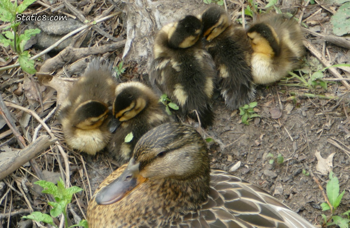 Looking straight down at Mama Mallard and 5 ducklings resting on the bank