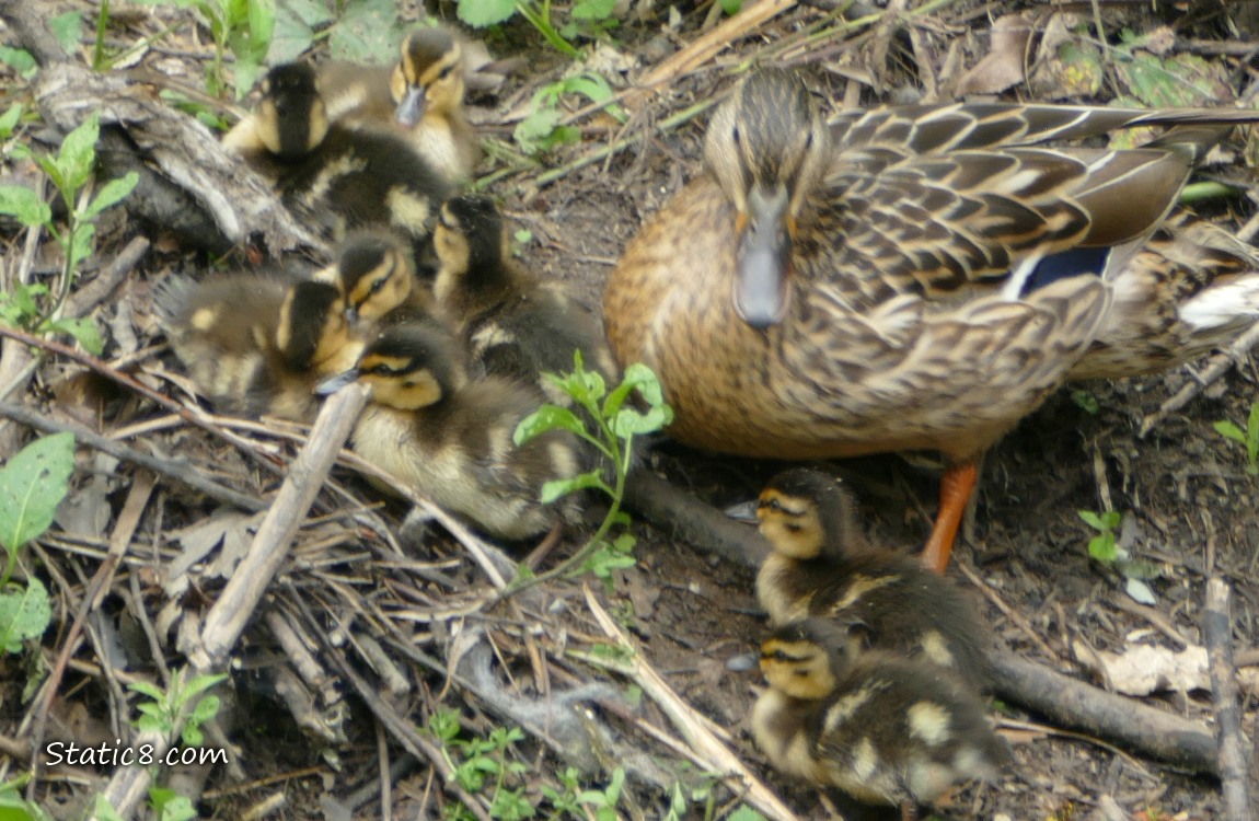Mama Mallard with 8 ducklings sitting on the bank