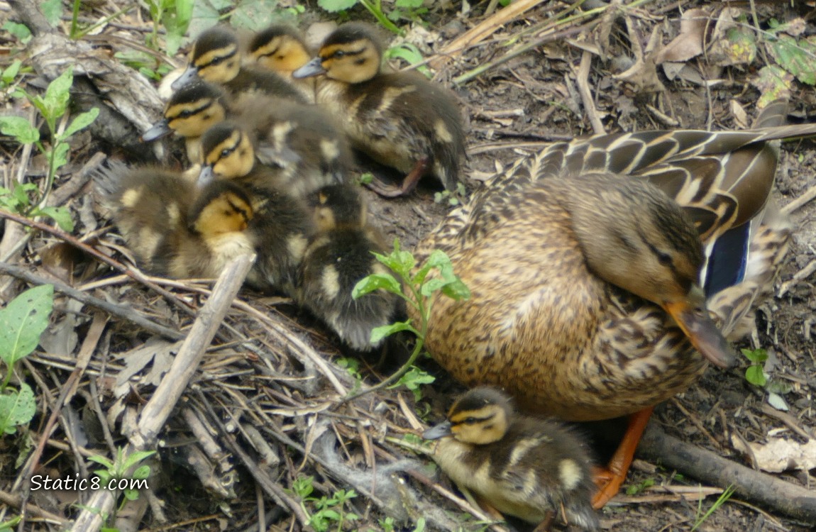 Mama Mallard with 8 ducklings sitting on the bank