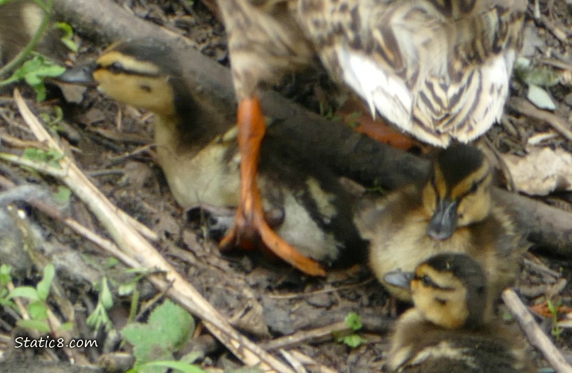 Close up of Mama Mallards foot as she walks up the bank